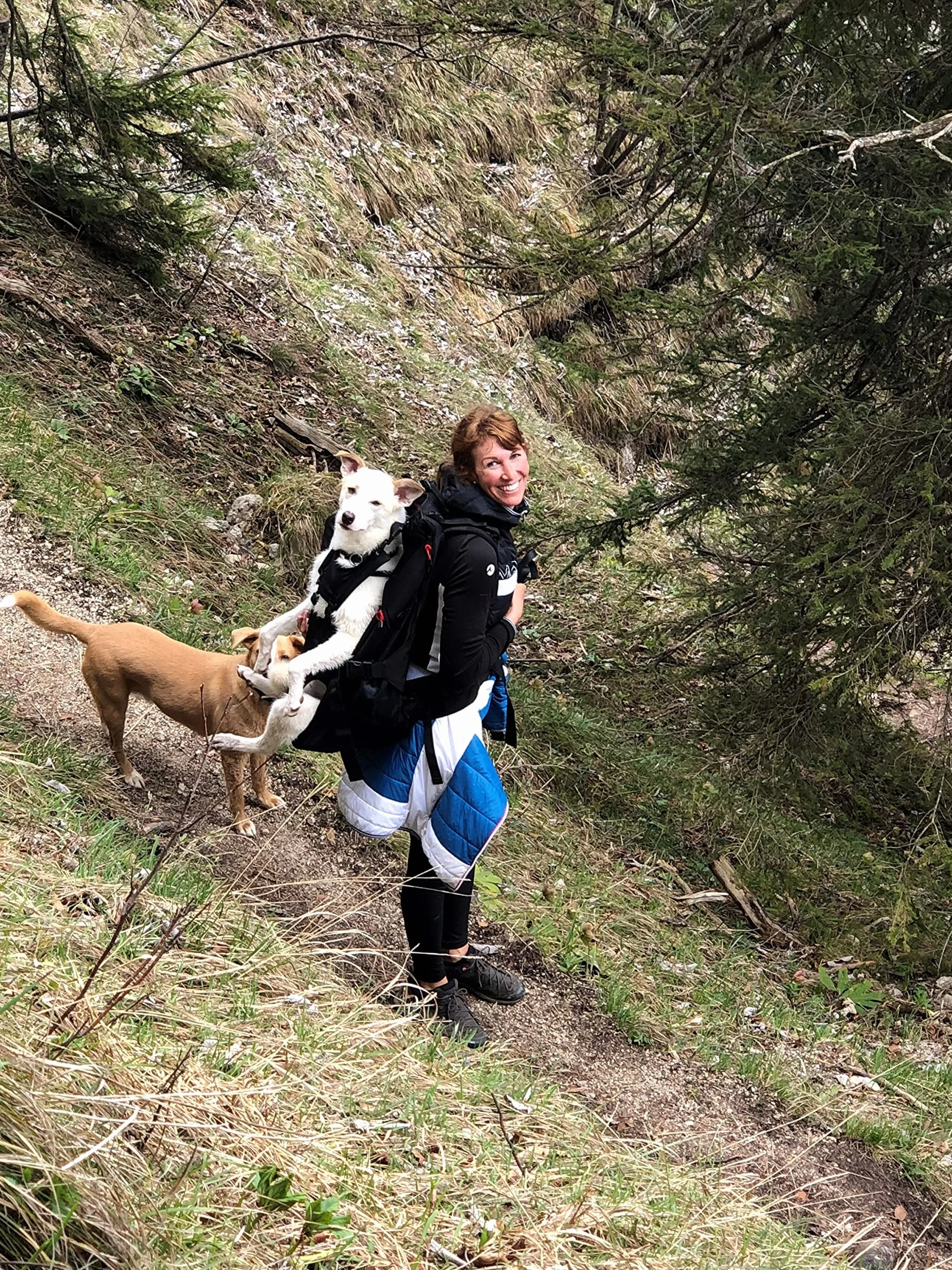 Mochila para perros XXL patentada, para perros macizos, compactos y fuertes de 16-30 kg de peso con sistema de transporte de 4 correas patentado