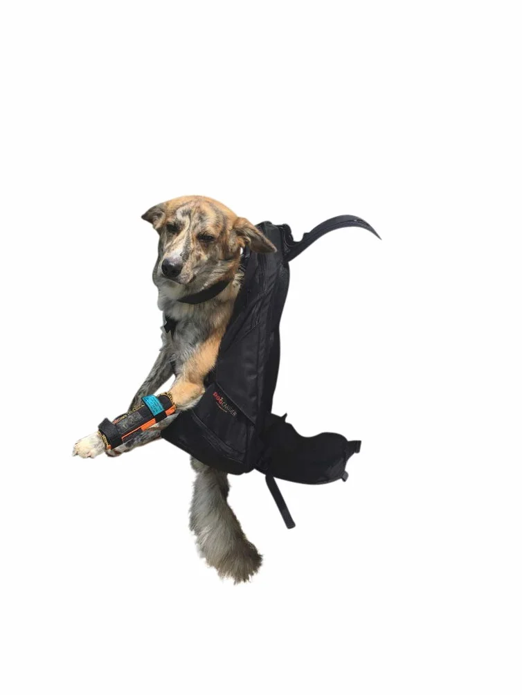 Mochila para perros XXL patentada, para perros macizos, compactos y fuertes de 16-30 kg de peso con sistema de transporte de 4 correas patentado