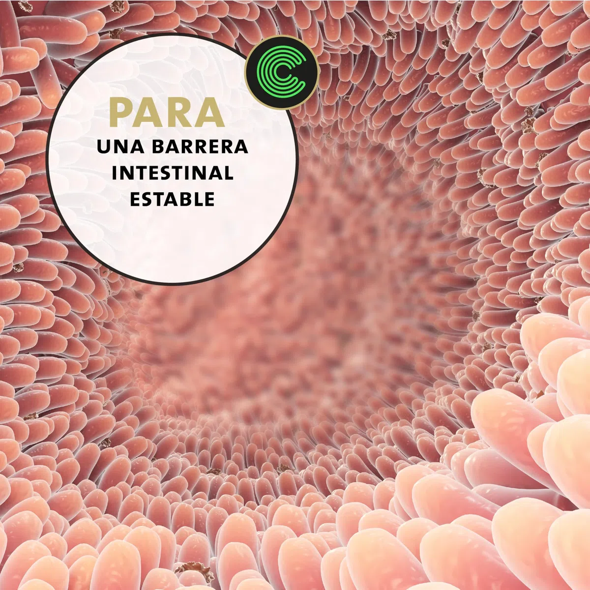 Peticare Perros Prebiótico y Probiótico - Fortalecer Sistema Inmunológico, Restauración Tripas, Construir Flora Intestinal, Alivia Susceptibilidad Alergias y Picores - petDog Health 2501